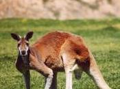 Featured Animal: Kangaroo