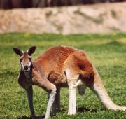 Kangaroo