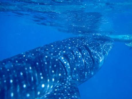 Oslob, Cebu : Whale Shark Watching