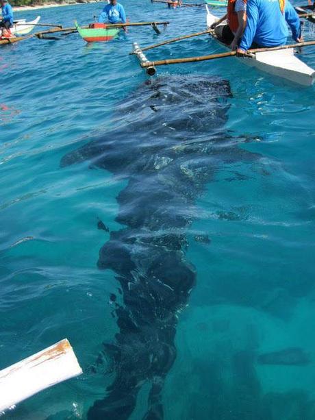 Oslob, Cebu : Whale Shark Watching