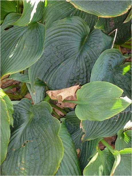 Broad-leaf hosta patterns