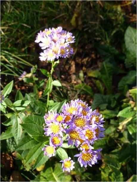 Common heart-leaved blue aster