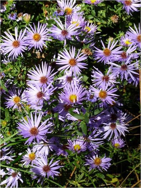 Smooth Heart-leaved Blue Aster Flowers - Paperblog