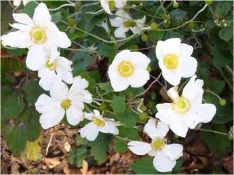 Anemone flowers