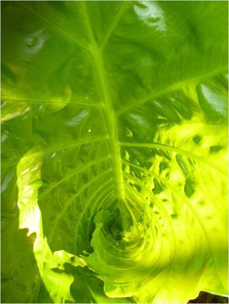 Giant elephant ear leaves - Colocasia gigantea