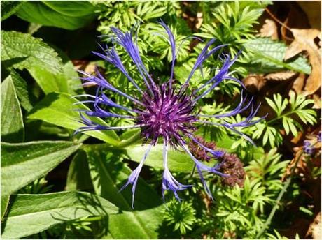 Purple bergamot flower (Monarda media)