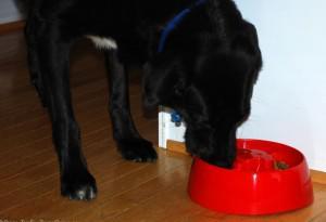 Finding the Best, Most Convenient, Low-cost Dog Food