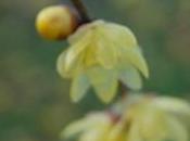 Plant Week: Chimonanthus Praecox Var. Concolor