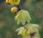Plant Week: Chimonanthus Praecox Var. Concolor