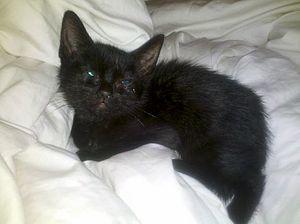 A young black kitten (cat)