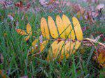 Leaf Litter