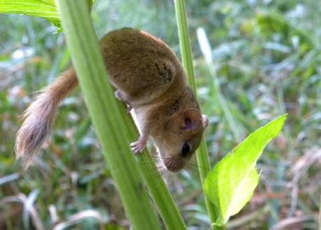 Snoring dormouse is pretty much the cutest thing you’ll see today