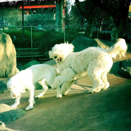 The Dance of the White Dogs