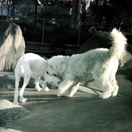 The Dance of the White Dogs