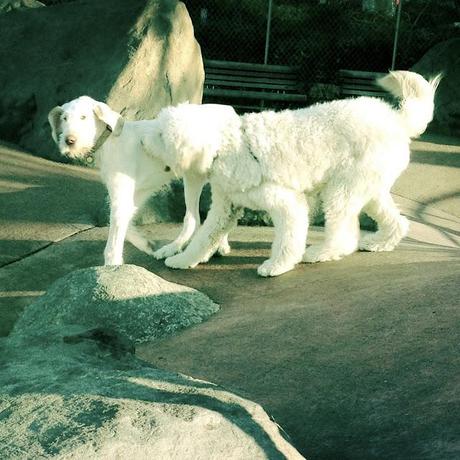 The Dance of the White Dogs