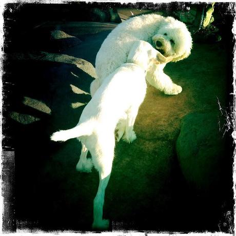 The Dance of the White Dogs