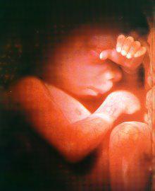 unborn child at 5 months, face