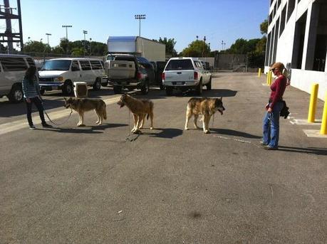 True Blood Casting Call Belongs To The Dogs