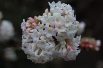 Viburnum x bodnantense 'Deben' flower (21/01/2012, Kew, London)
