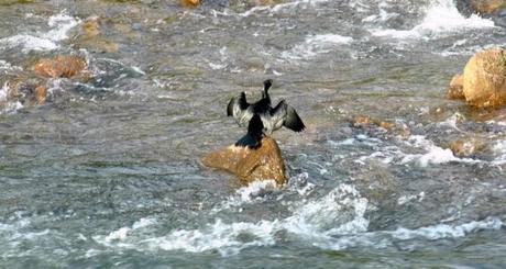 Athirappilly Falls…Paradise In Disguise!!!!