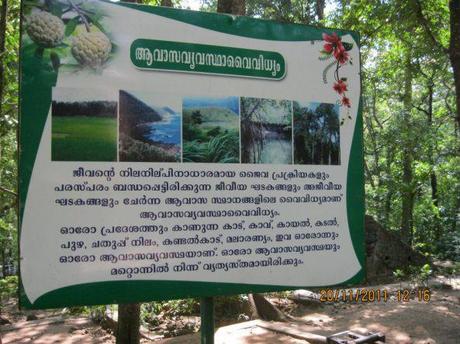 Athirappilly Falls…Paradise In Disguise!!!!