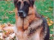 Featured Animal: German Shepherd