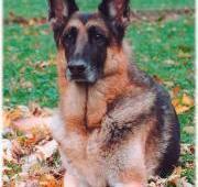 German Shepherd