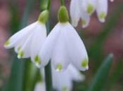 Plant Week: Leucojum Aestivum