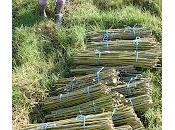 Growing Energy Willow “Salix Viminalis Energo”