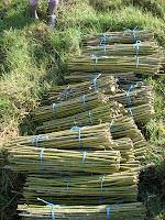 Growing energy willow “Salix viminalis energo”