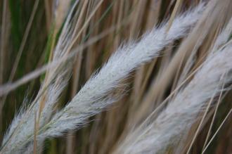 Stipa ichu flower (21/01/2012, Kew, London)