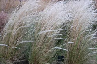 Stipa ichu (21/01/2012, Kew, London)