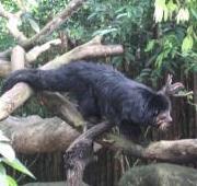 Binturong