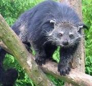 Binturong