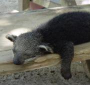 Binturong