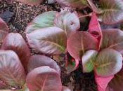 Plant Week: Bergenia Purpurascens