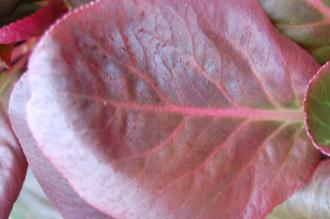 Bergenia purpurascens leaf (21/01/2012, Kew, London)