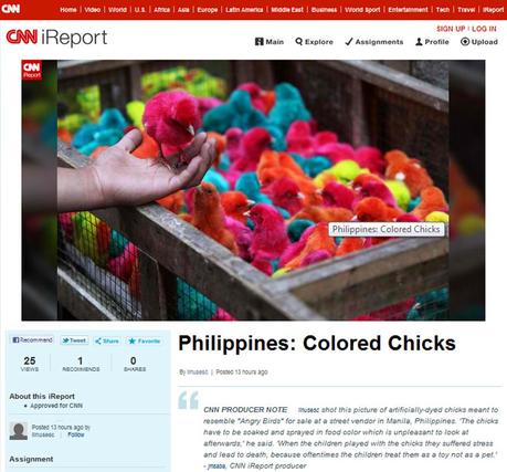 Philippines: Colored Chicks