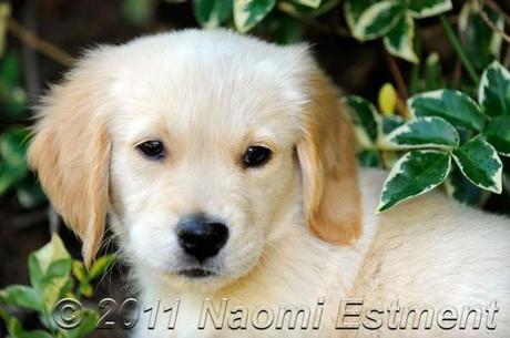 Golden Retriever puppy