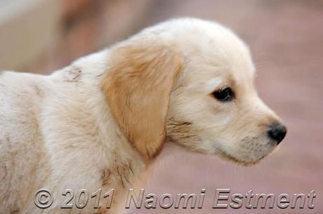 Puppy Golden Retriever