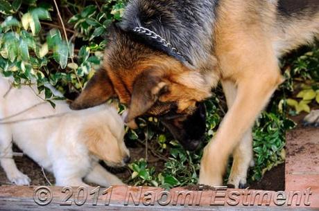 Puppy and dog digging