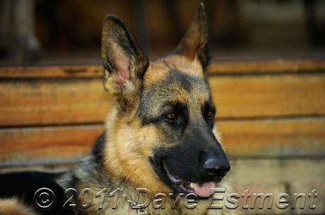 Male German Shepherd