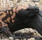 Gila Monster