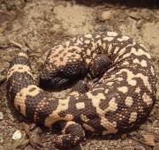 Gila Monster