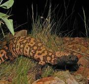 Gila Monster