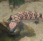 Gila Monster