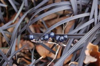 Ophiopogon planiscapus 'Nigrescens' berries (21/01/2012, Kew, London)