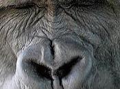 Gorillas Grin Like Mean Something Different
