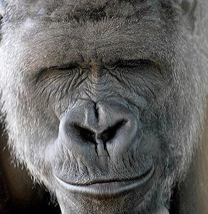 Gorillas Grin Like Us, But Mean Something Different