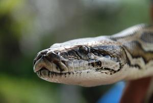 Burmese Pythons Devastate Mammal Populations In The Everglades